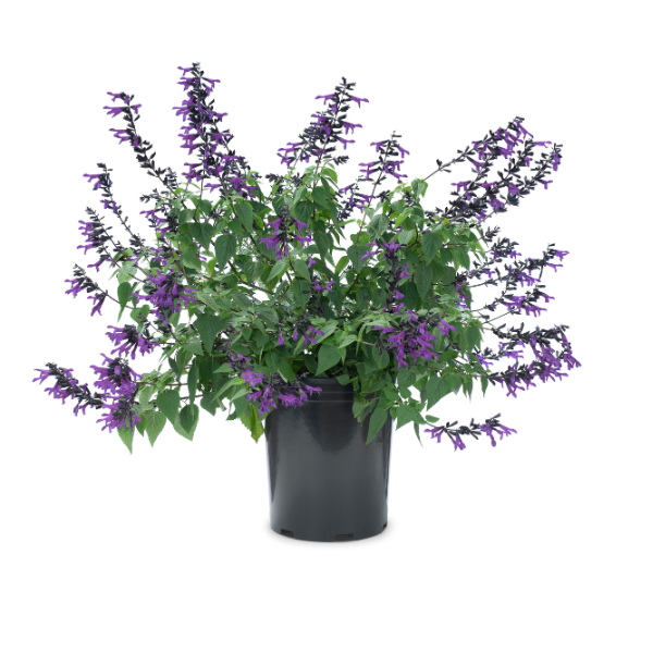 Salvia guaranitica 'Bodacious Smokey Jazz'