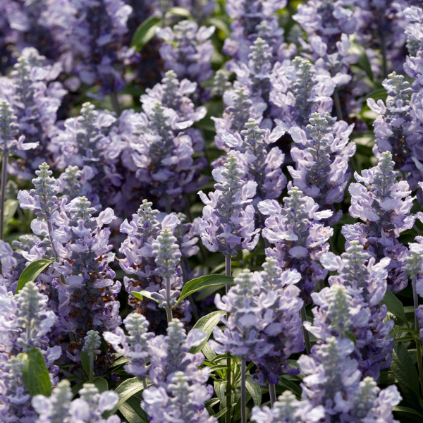 Salvia farinacea 'Cathedral Sky Blue'