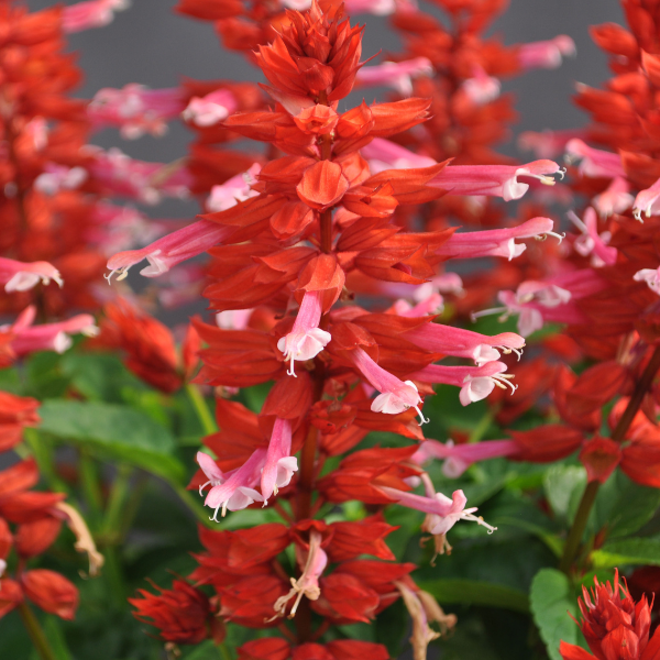 Salvia splendens 'Grandstand Red-Pink Lipstick'