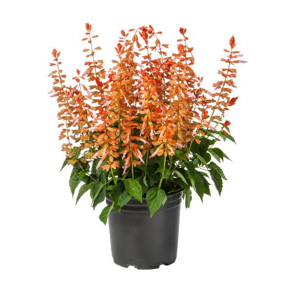 Salvia splendens 'Grandstand Salmon'