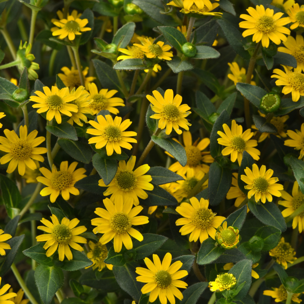 Sanvitalia procumbens 'Tsavo Basket Yellow'