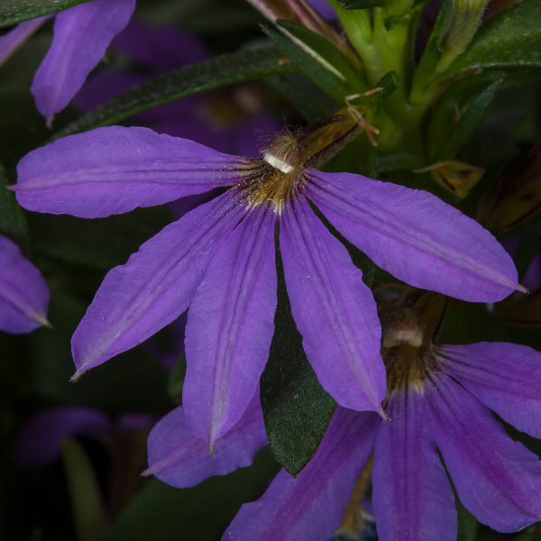 Scaevola aemula 'Bombay Compact Dark Blue'