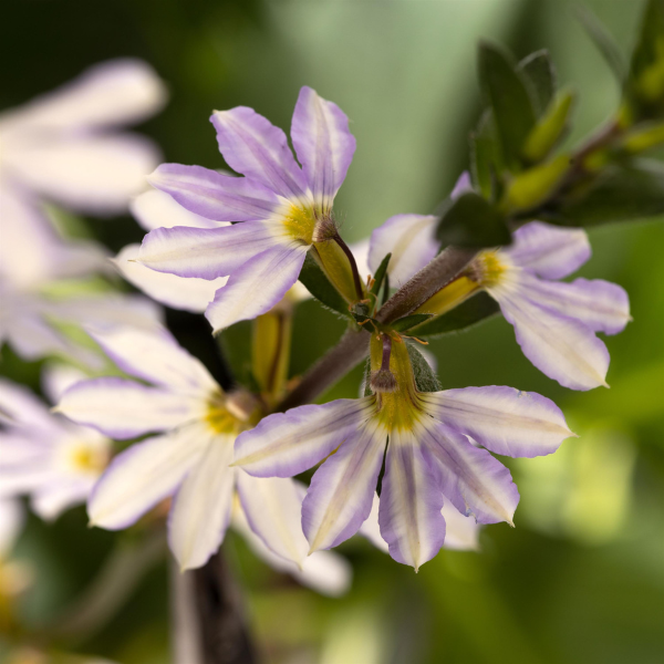 Scaevola aemula 'Bombay Platinum'