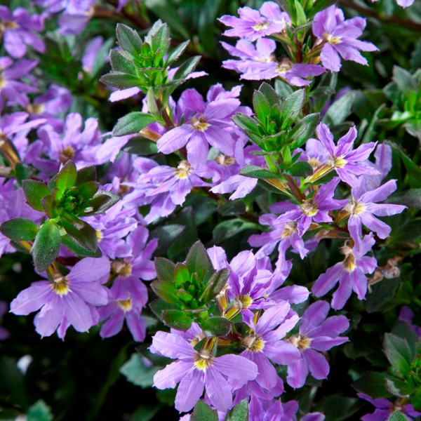 Scaevola aemula 'Scampi Blue'
