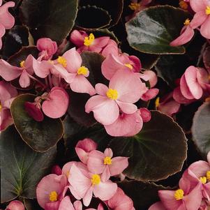 Begonia semperflorens cultorum 'Harmony Plus Pink'