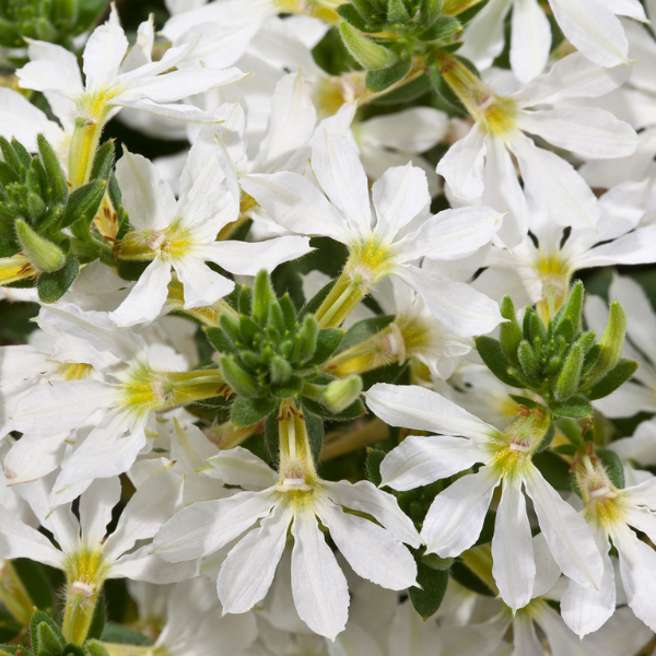 Scaevola aemula 'Scampi White'