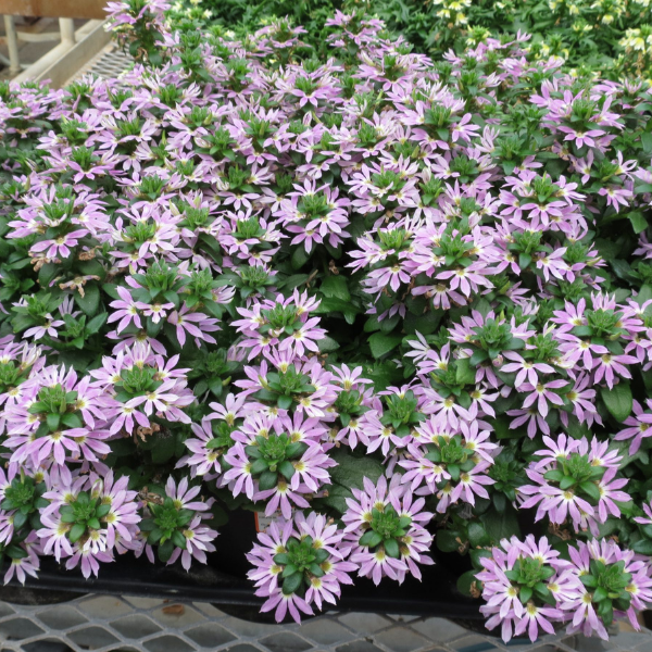 Scaevola aemula 'Surdiva Lilac Mist'