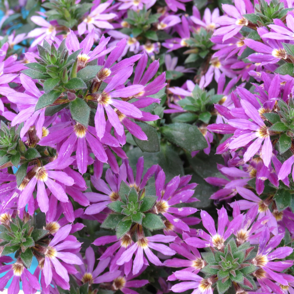 Scaevola aemula 'Surdiva Purple'