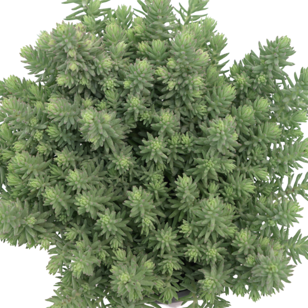 Sedum sediforme 'Blue Surge'