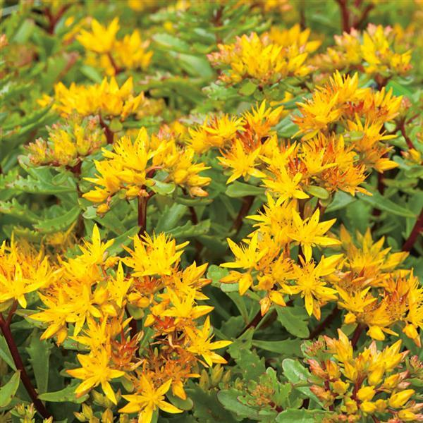 Sedum floriferum 'Brite Gold'