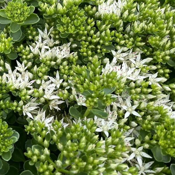 Sedum sieboldii 'Brite White'