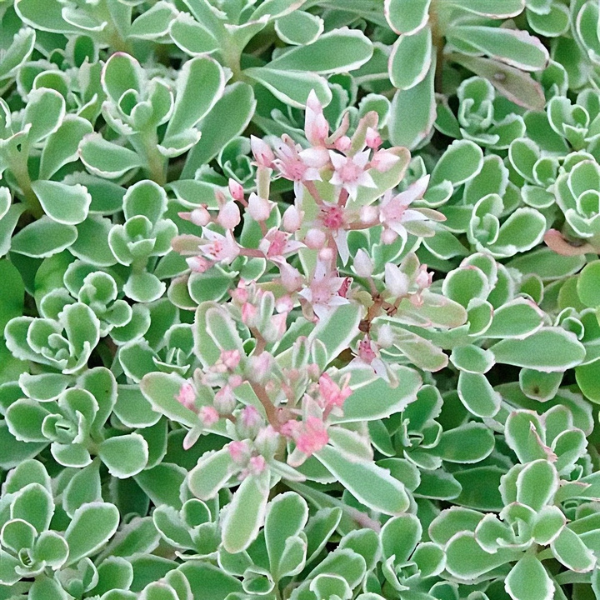 Sedum spurium 'FloriLuna'