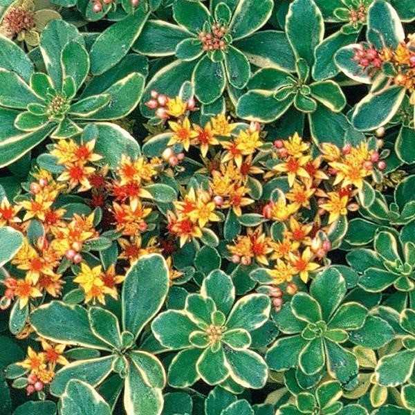Sedum kamtschaticum 'Sedum 'FloriSol''