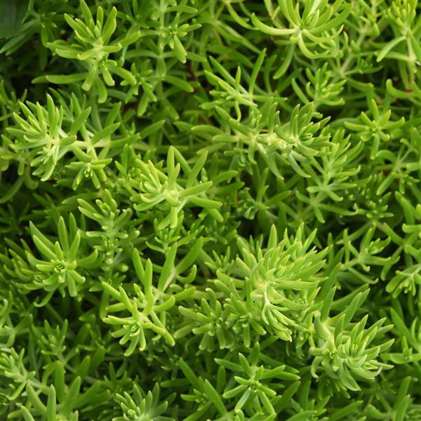 Sedum mexicanum 'Gold Mound'