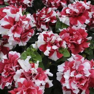 Petunia hybrida 'Double Madness Red/White'