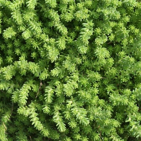 Sedum sexangulare 'Green Citrine'