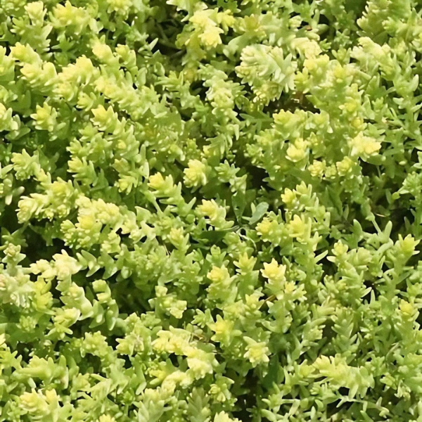 Sedum acre 'Little Glow'