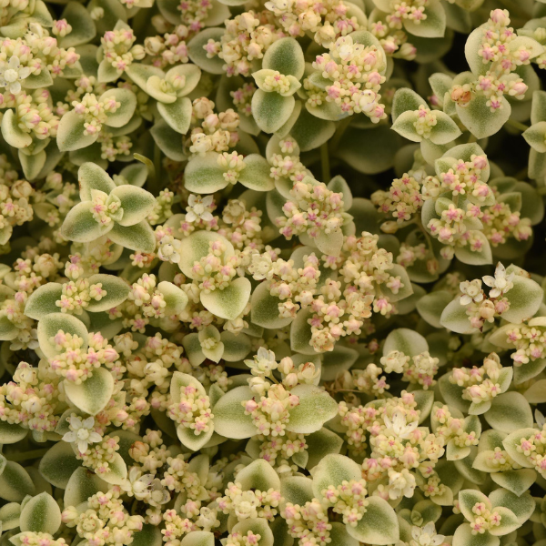 Sedum cultivars 'Little Shimmer'