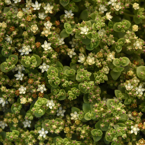 Sedum cultivars 'Little Shine'