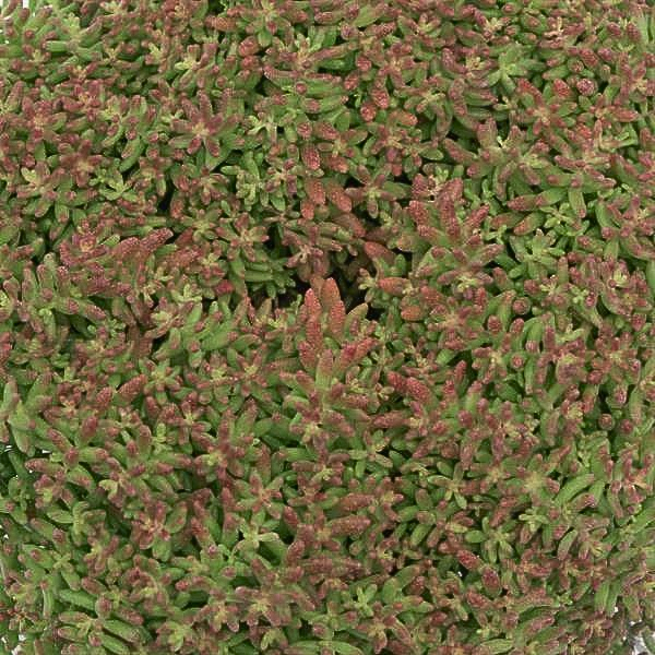 Sedum album 'Ocean Reef'