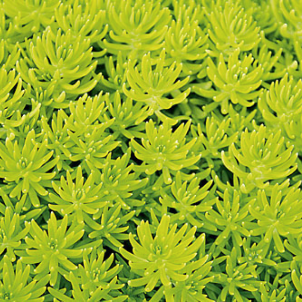 Sedum reflexum 'Yellow Bouquet'