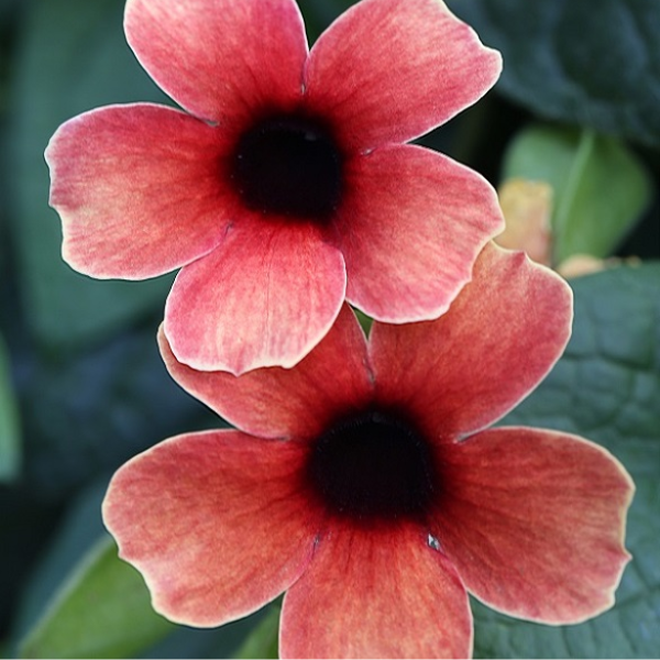 Thunbergia hybrid 'TowerPower Red'