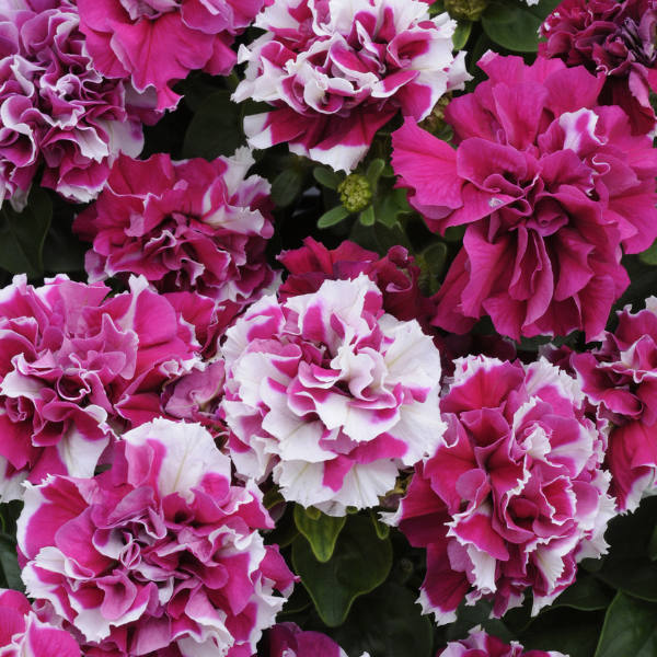 Petunia hybrida 'Double Madness Rose/White'