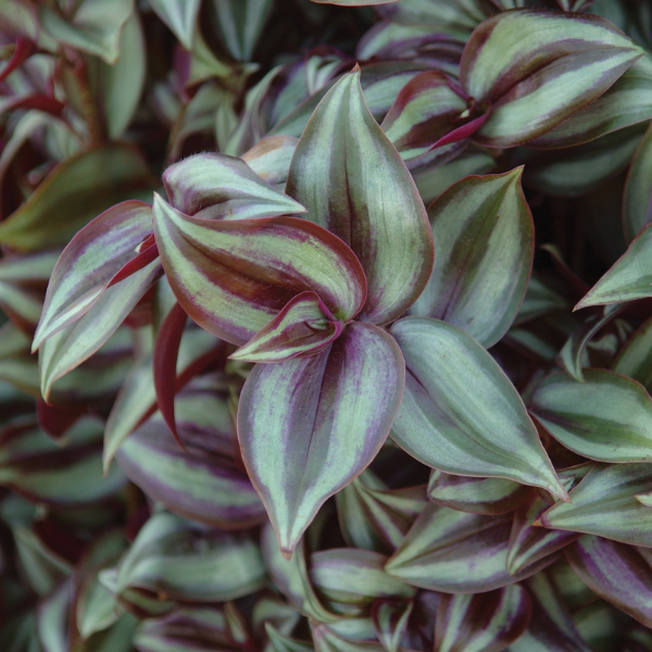 Tradescantia zebrina 'Zebra Red Silver'