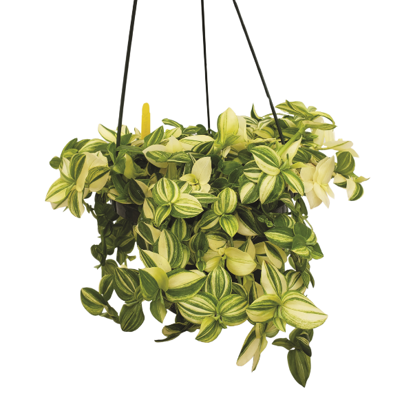 Tradescantia zebrina 'Zebra Yellow'
