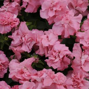 Floribunda Petunia