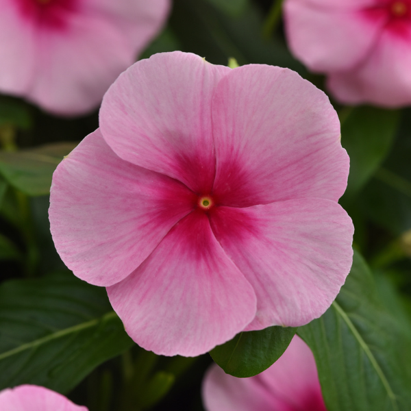 Vinca catharanthus roseus 'Titan-ium Blush'