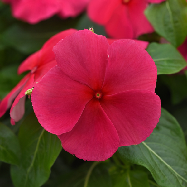 Vinca catharanthus roseus 'Titan-ium Punch'