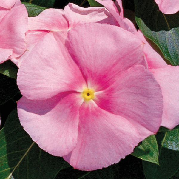 Vinca catharanthus roseus 'Victory Light Pink'