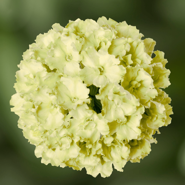 Verbena hybrida 'Lanai Green Apple'