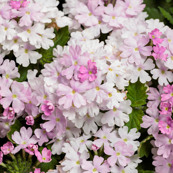 Verbena hybrida 'Superbena Pink Cashmere'