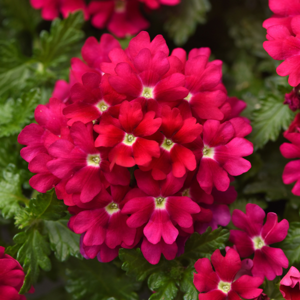 Verbena hybrida 'Beats Magenta'