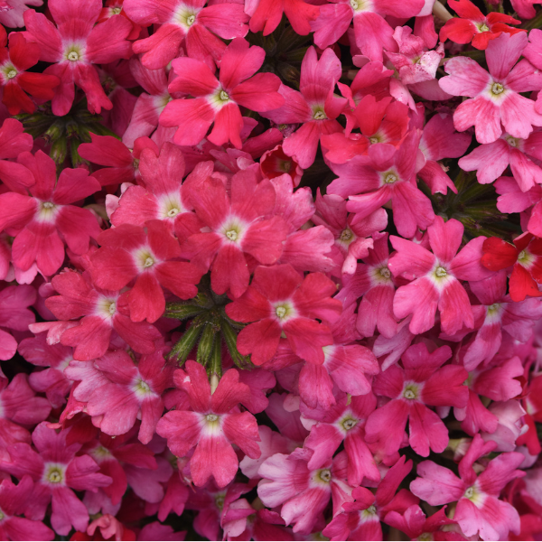 Verbena hybrida 'Beats Pink Shades'