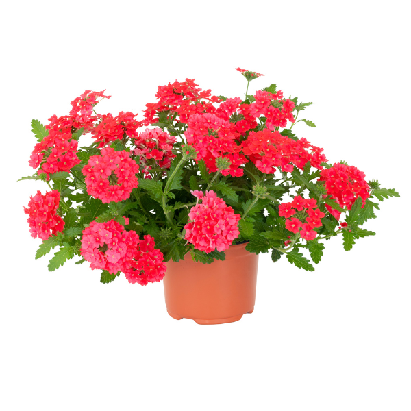 Verbena hybrida 'Empress Flair Coral Reef'