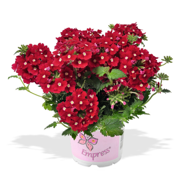 Verbena hybrida 'Empress Flair Dark Red Charme'