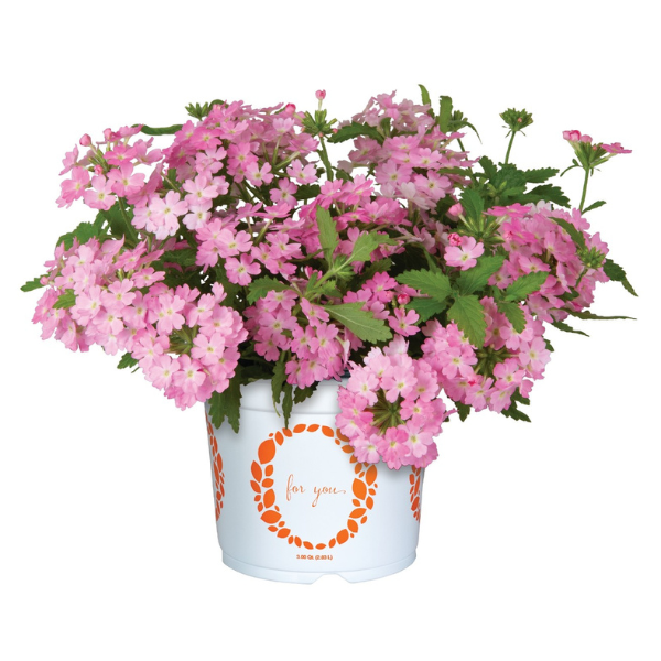 Verbena hybrida 'Empress Sun Kiss Pink'