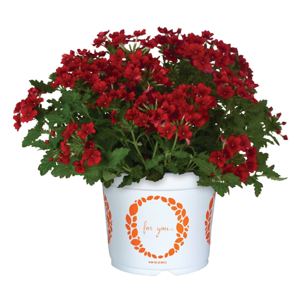 Verbena hybrida 'Empress Sun Kiss Red'