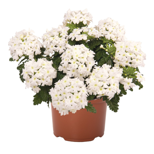 Verbena hybrida 'Empress Sun Kiss White'