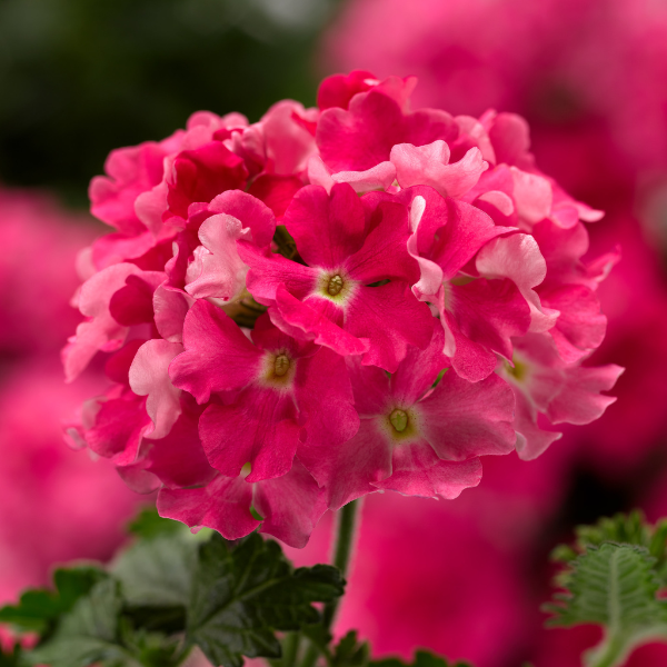 Verbena hybrida 'Lanai Compact Candy Pink'