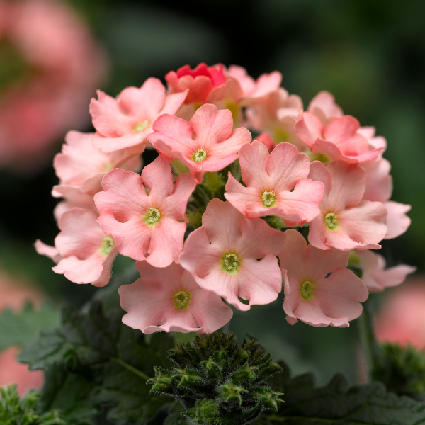 Verbena hybrida 'Lanai Upright Peach'