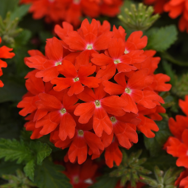 Verbena hybrida 'Lascar Orange Lava'