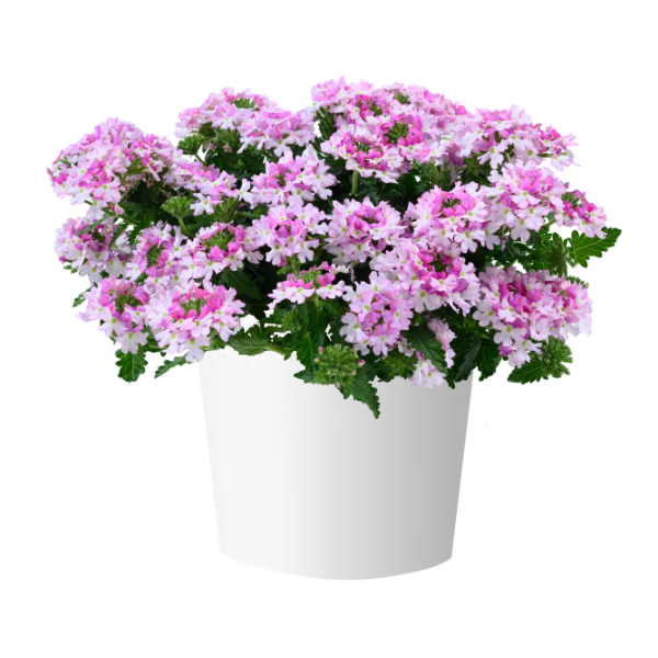 Verbena hortensis 'Vanessa Bicolor Light Pink'