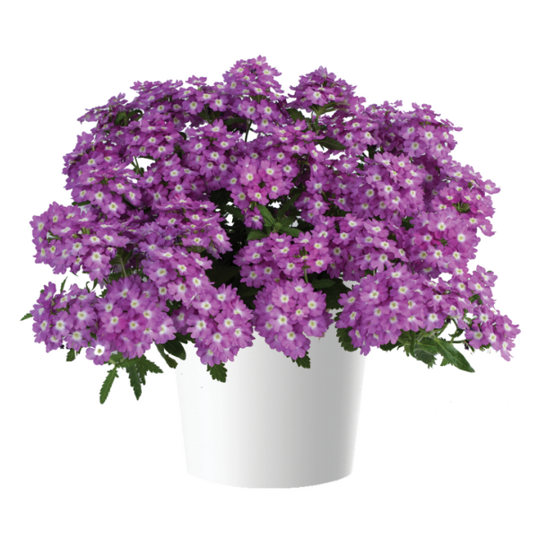 Verbena hortensis 'Vanessa Optik Grape'