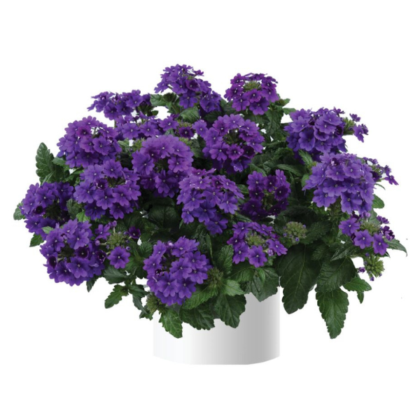 Verbena hortensis 'Vanessa Purple'
