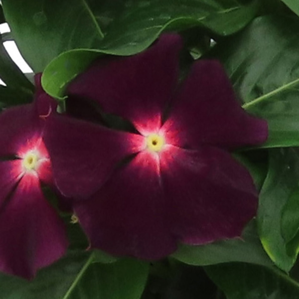 Vinca catharanthus roseus 'Nirvana XDR Blackberry'