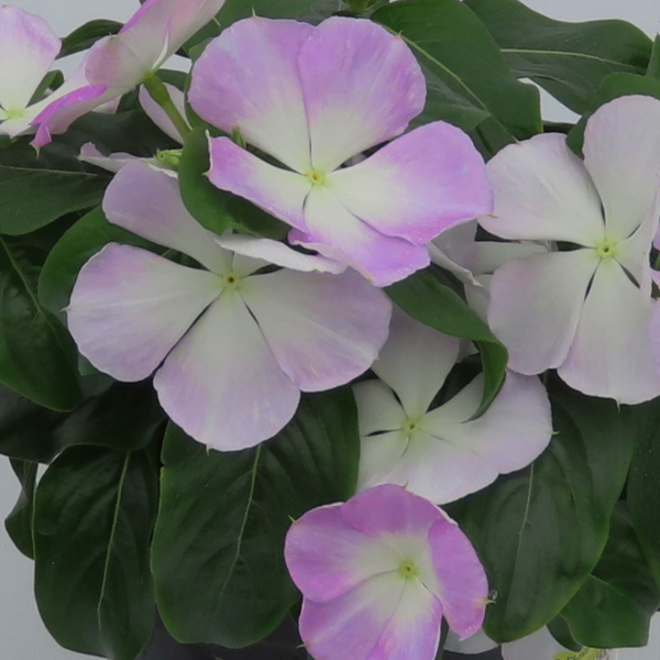Vinca catharanthus roseus 'Nirvana XDR Blue Halo'